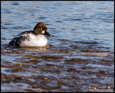 Common Goldeneye (First Year Male)