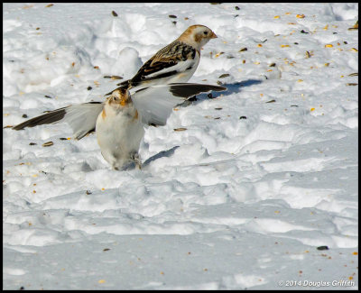 Snow Buntings: New Arrival