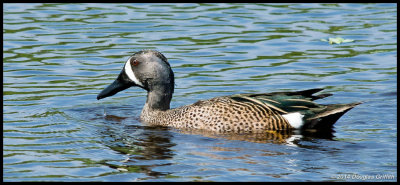 Blue-winged Teal (M)