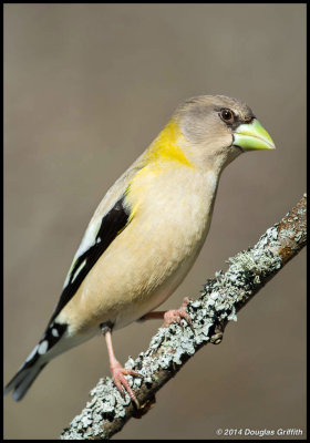 Evening Grosbeak (F)