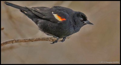 Red-winged Blackbird