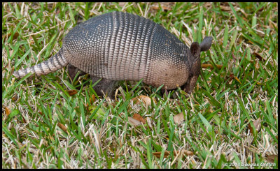 Armadillo