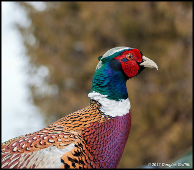 Ring-necked Pheasant (M) - Portrait