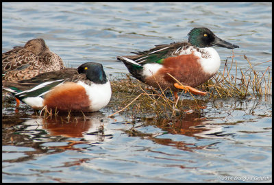 Northern Shovelers