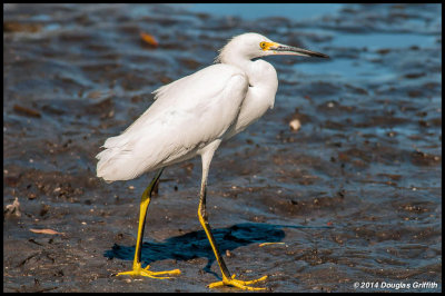 Snowy Egret