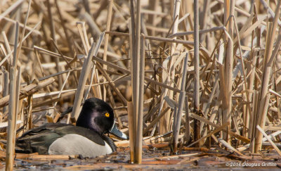 Ring-necked Duck (M)