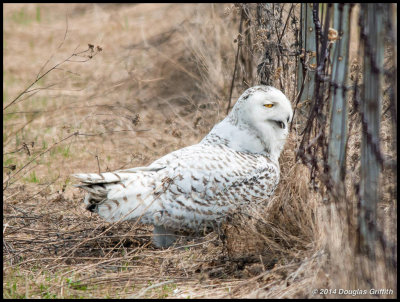 Snowy Owl (F): SERIES