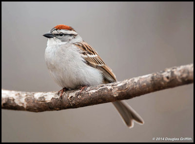 Chipping Sparrow (Adult-Breeding)