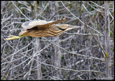 American Bittern