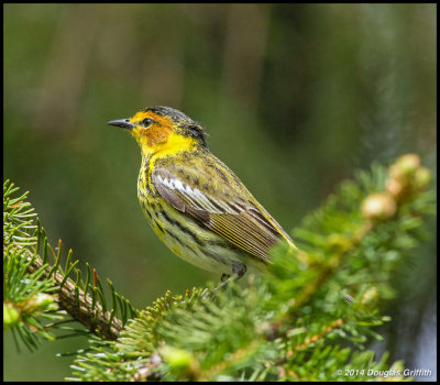 Cape May Warbler: SERIES