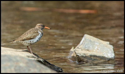 Spotted Sandpiper: SERIES