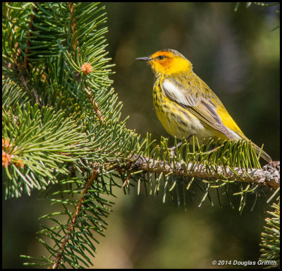 Cape May Warbler (M): SERIES
