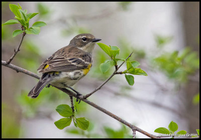 Yellow-rumped Warbler (F)