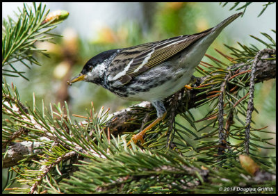 Blackpoll Warbler (M): SERIES