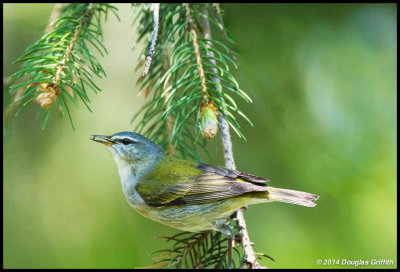 Tennessee Warbler (and Snack)