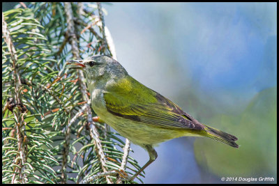 Tennessee Warbler (and Snack) 2