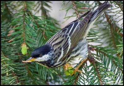 Blackpoll Warbler (M)