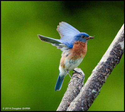 Eastern Bluebird: SERIES