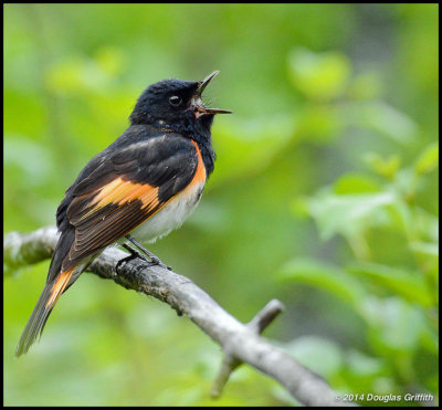 American Redstart (M)