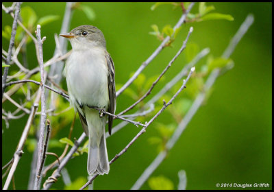 Alder Flycatcher: SERIES