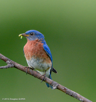 Eastern Bluebird: SERIES (Male and Female)