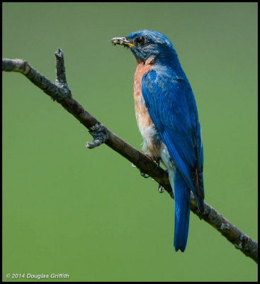 Eastern Bluebird: SERIES (Male and Female)