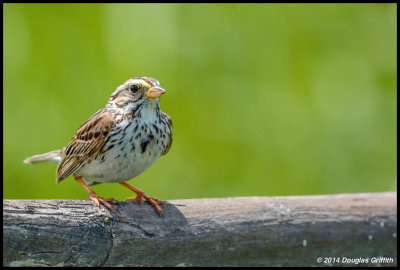 Savannah Sparrow: SERIES
