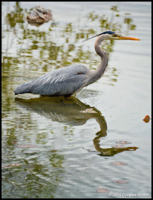 Reflection: Great Blue Heron