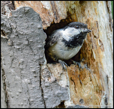 Black-capped Chickadee at Entrance of Nest