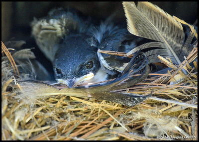 Baby Tree Swallow in Nest