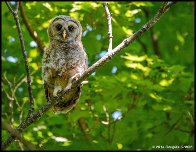 Barred Owlet: SERIES