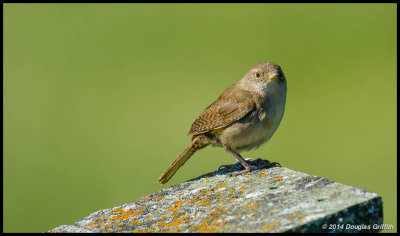 House Wren