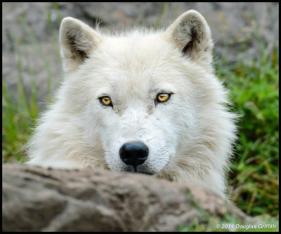 Arctic Wolf: SERIES