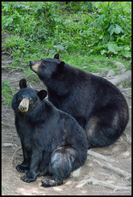 Black bears: SERIES
