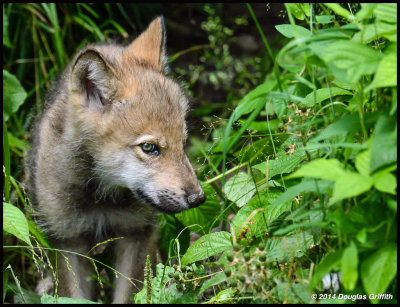 Timber Wolf Cubs: SERIES