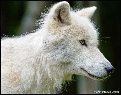 Arctic Wolf: Portrait