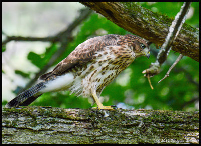 Cooper's Hawk (Juvenile): SERIES
