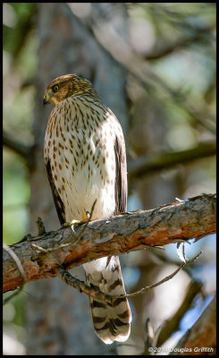 Cooper's hawk (Juvenile)