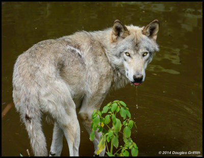 Timber Wolf having a Drink