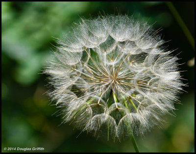 Sowthistle Seed Puff