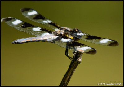 Twelve-spotted Skimmer