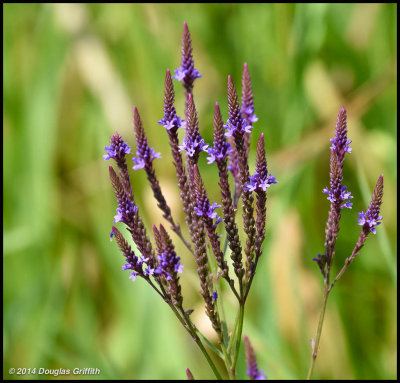 Blue Vervain (Swamp Verbena) 