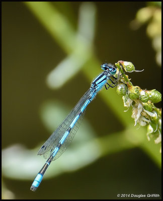 Blue Damselfly