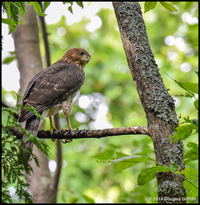 Cooper's Hawk (Juvenile)