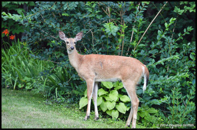 White-tailed Deer (Female)