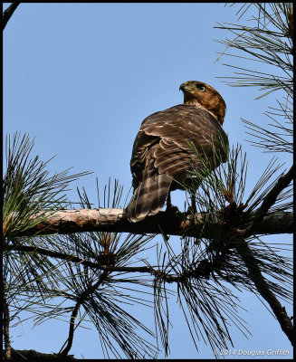 Cooper's Hawk (Juvenile)