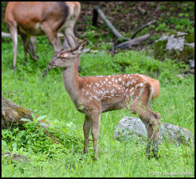 Red Deer (Fawn)