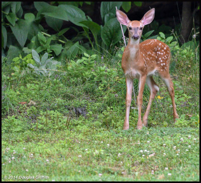 White-tailed Deer (Fawn): SERIES