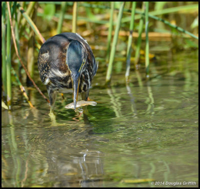  Green Heron (Juvenile): SERIES