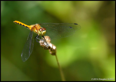 Ruby Meadowhawk (Female)